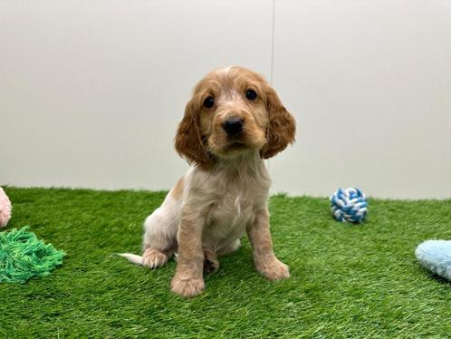 Nestjes van Engelse Cocker Spaniel pups, Dieren en Toebehoren, Honden | Retrievers, Spaniëls en Waterhonden, Meerdere dieren, Spaniël