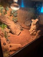 2 dwergbaardagamen + bak en benodigdheden, Enlèvement, Comme neuf, Terrarium ou Paludarium