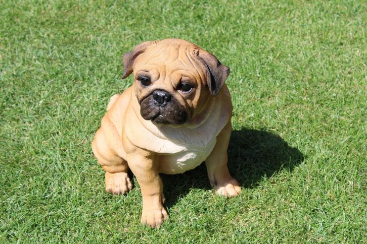 Standbeeld van een levensgrote PUG-hond!, Tuin en Terras, Tuinbeelden, Nieuw, Dierenbeeld, Kunststof, Ophalen