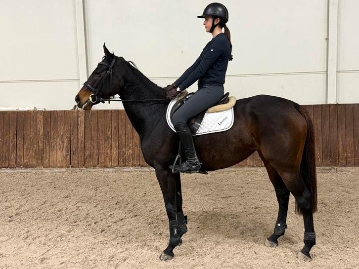 Super leuk recreatiepaard!, Dieren en Toebehoren, Paarden, Merrie, B, 165 tot 170 cm, 3 tot 6 jaar, Recreatiepaard, Met stamboom