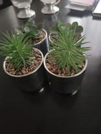 Plantes artificielles Action, Enlèvement, Intérieur