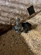 2 jonge sierkippen, Dieren en Toebehoren, Pluimvee, Vrouwelijk, Kip