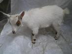 Heel mooi mini-dwerggeitje (mieke) te koop, Dieren en Toebehoren, Vrouwelijk, Geit, 0 tot 2 jaar