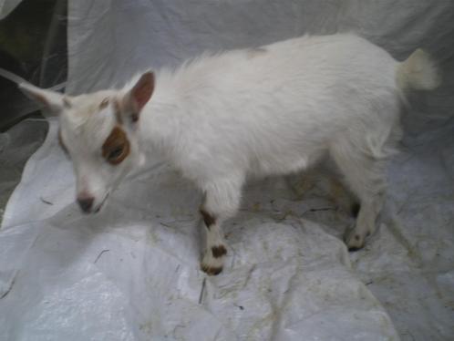 Heel mooi mini-dwerggeitje (mieke) te koop, Dieren en Toebehoren, Schapen, Geiten en Varkens, Geit, Vrouwelijk, 0 tot 2 jaar