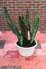 3 witte Sansevieres pot, gemaakt op 28/05/2025 nieuwe aarde, Ophalen, Vetplant, In pot, Minder dan 100 cm