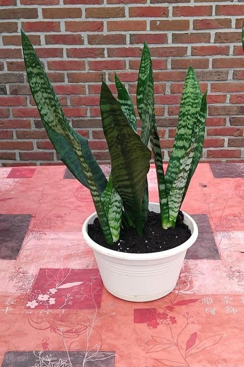 3 witte Sansevieres pot, gemaakt op 28/05/2025 nieuwe aarde, Huis en Inrichting, Kamerplanten, Vetplant, Minder dan 100 cm, Groene kamerplant