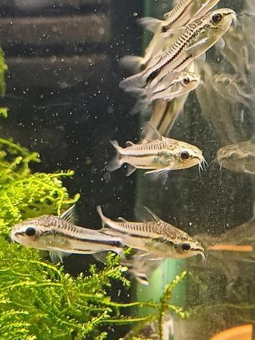 Hobbyaquarium Corydoras Pygmaeus Zondag 18 mei 12/17 uur beschikbaar voor biedingen