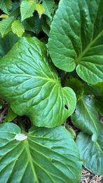 Schoenlappersplant bergenia cordifolia, Ophalen