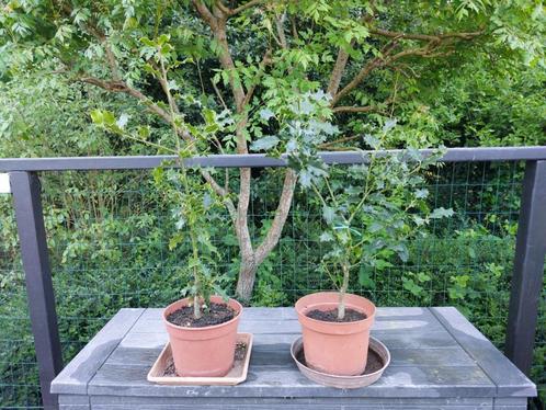 Hulst in een pot - 15 € / stuk - 2 potten beschikbaar, Tuin en Terras, Planten | Struiken en Hagen, Struik, Hulst, Minder dan 100 cm