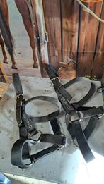 Halster paard, Dieren en Toebehoren, Ophalen