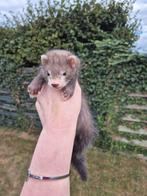 Mooie fretten pup rammetje, Dieren en Toebehoren, Overige Dieren, Juli, Mannelijk