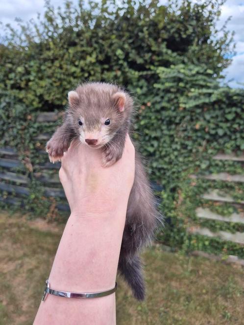Mooie fretten pup rammetje, Dieren en Toebehoren, Overige Dieren, Mannelijk, Juli