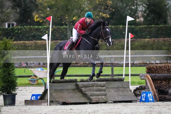 Hele knappe zwarte ruin, Dieren en Toebehoren, Paarden