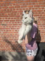 Maine Coon poes, Dieren en Toebehoren, Katten en Kittens | Raskatten | Langhaar, Poes, Gechipt, 0 tot 2 jaar
