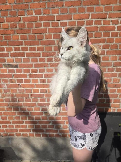 Maine Coon poes, Dieren en Toebehoren, Katten en Kittens | Raskatten | Langhaar, Poes, 0 tot 2 jaar, Met stamboom, Gechipt, Ontwormd