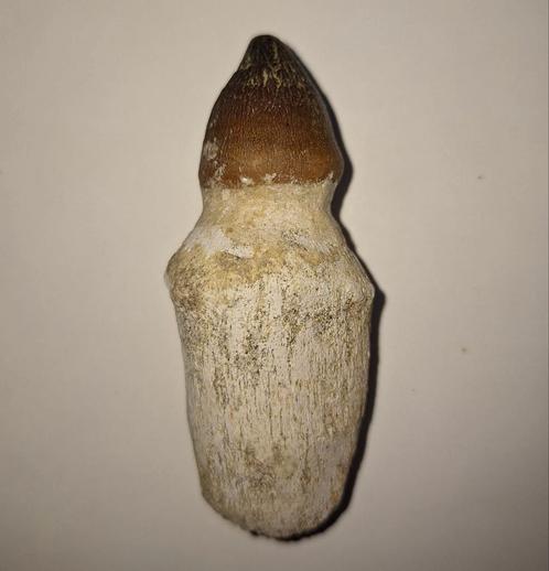 Mosasaurus globidens tand - 7,5 cm, Verzamelen, Mineralen en Fossielen, Fossiel, Ophalen of Verzenden