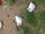 Poussins de bresse  à donner !, Animaux & Accessoires, Enlèvement