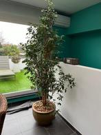 ficus, Huis en Inrichting, Kamerplanten, Ophalen, Ficus, 200 cm of meer, Halfschaduw