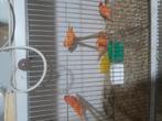Rode kanaries, Dieren en Toebehoren, Vogels | Kanaries