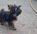 yorkshire mini, Dieren en Toebehoren, Honden | Jack Russells en Terriërs, Yorkshire Terriër, België, Fokker | Hobbymatig, 8 tot 15 weken
