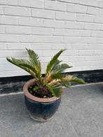 Cycas Revoluta, Ophalen