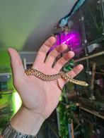 0.0.1 Bullsnake/Pituophis Catenifer Sayi, Dieren en Toebehoren, Slang, Tam, 0 tot 2 jaar