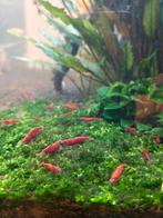 Neocaridina red - vuurgarnalen, Dieren en Toebehoren, Vissen | Aquariumvissen, Kreeft, Krab of Garnaal, Zoetwatervis, Schoolvis