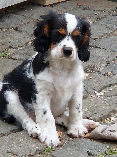 Cavalier King Charles Spaniël pup, Dieren en Toebehoren, Honden | Retrievers, Spaniëls en Waterhonden, Reu, Spaniël, Fokker | Hobbymatig