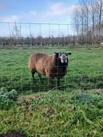 Blauwe swifter dekram stamboek, Dieren en Toebehoren, Schapen, Geiten en Varkens, Mannelijk, Schaap, 0 tot 2 jaar