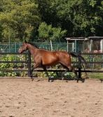 6jarige  merrie, Dieren en Toebehoren, Paarden, Merrie, Minder dan 160 cm, B, 3 tot 6 jaar