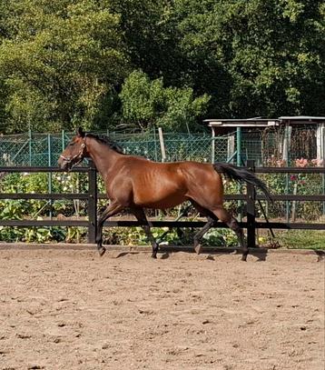 6jarige  merrie  beschikbaar voor biedingen