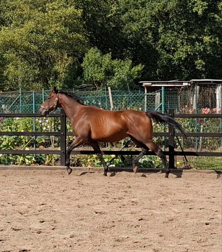 6jarige  merrie, Dieren en Toebehoren, Paarden, Merrie, B, Minder dan 160 cm, 3 tot 6 jaar, Recreatiepaard, Gechipt, Ontwormd