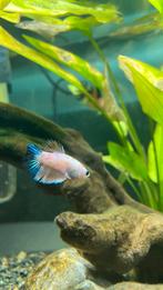 Vrouwelijke koi / marble betta, Dieren en Toebehoren, Vissen | Aquariumvissen, Vis, Zoetwatervis