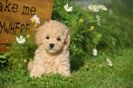 Poedel pups mooie keuze 💖💖💖, Poedel, België, 8 tot 15 weken, CDV (hondenziekte)