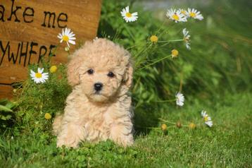 Poedel pups mooie keuze 💖💖💖 beschikbaar voor biedingen