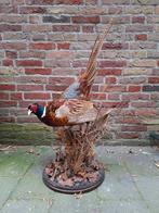 NIEUW! Opgezette fazant taxidermie schedel jacht gewei hert, Verzamelen, Dierenverzamelingen, Ophalen, Vogel, Opgezet dier