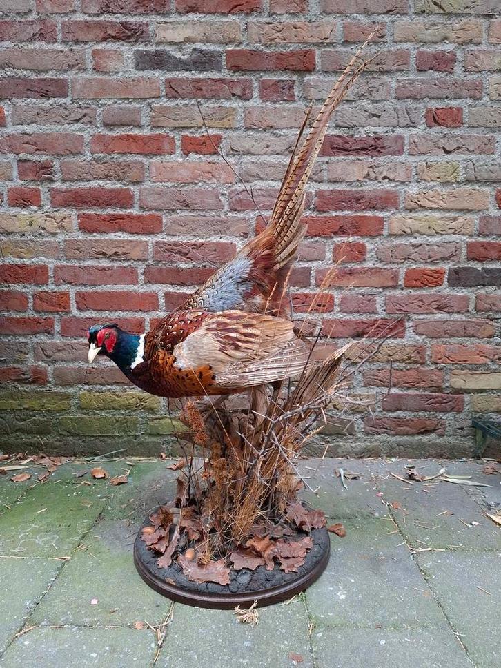 NIEUW! Opgezette fazant taxidermie schedel jacht gewei hert, Verzamelen, Dierenverzamelingen, Opgezet dier, Vogel, Ophalen
