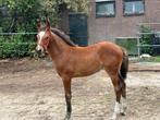 Merrie Veulen, Dieren en Toebehoren, Ophalen