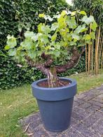 Dikke druivelaar in pot., Tuin en Terras, Planten | Bomen, Ophalen of Verzenden