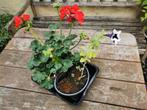 Geranium en petunia plant voor buiten., Vaste plant, Halfschaduw, Zomer, Ophalen