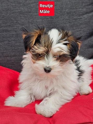 mooie biewer yorkshire pups beschikbaar voor biedingen