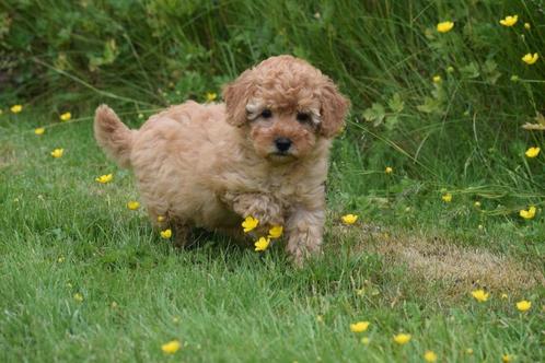 Poedel pups verschillende kleuren, Dieren en Toebehoren, Honden | Chihuahua's en Gezelschapshonden, Meerdere dieren, Poedel, Fokker | Professioneel