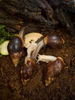 4 agaat slakken tekoop  of te ruil tegen isopods, Dieren en Toebehoren, Insecten en Spinnen