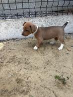 Speelse Jack Russel pups, Dieren en Toebehoren, Honden | Jack Russells en Terriërs, België, Fokker | Hobbymatig, Jack Russell Terriër