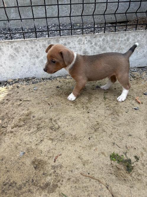 Speelse Jack Russel pups, Dieren en Toebehoren, Honden | Jack Russells en Terriërs, Reu, Jack Russell Terriër, Fokker | Hobbymatig