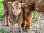 Schotse Hooglanders, Dieren en Toebehoren, Runderen, Meerdere dieren, 0 tot 2 jaar
