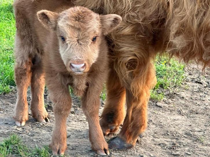 Schotse Hooglander - UPDATE, Dieren en Toebehoren, Runderen, Meerdere dieren, 0 tot 2 jaar
