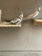 Valkparkieten, Dieren en Toebehoren