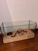 Hamsterkooi in veiligheidsglas, Dieren en Toebehoren, Kooi, Zo goed als nieuw, Hamster, 75 tot 110 cm