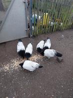 Hennen lakenvelder, Dieren en Toebehoren, Pluimvee, Vrouwelijk, Kip